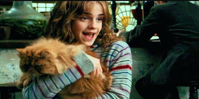 Hermiones Cat Crookshanks Was The Real Hero Of Harry Potter Inverse 