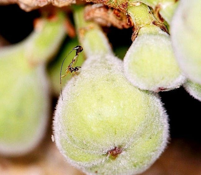 Parasitic Fig Wasps Sniff Out Hosts With Their Butts Inverse