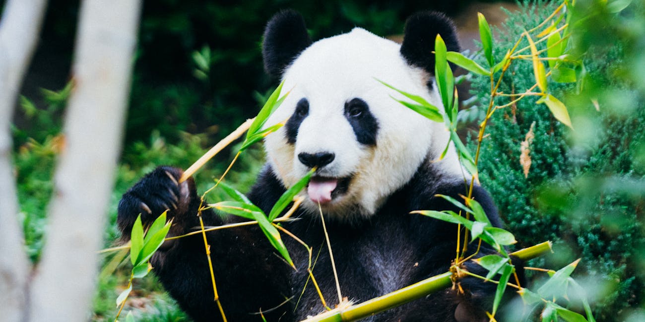 Giant pandas focus on leaves and young shoots that have more protein and less fiber, rather than stalks, which have more fiber and less protein.