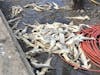 dead hammerhead sharks near Keehi Lagoon