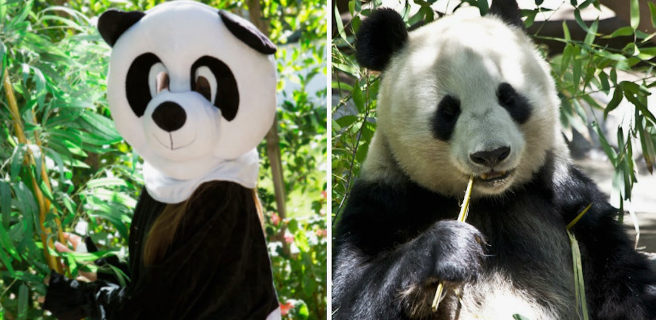 Furry Panda Porn - PornHub Requests Public Help to Save Pandas With Bear Porn ...