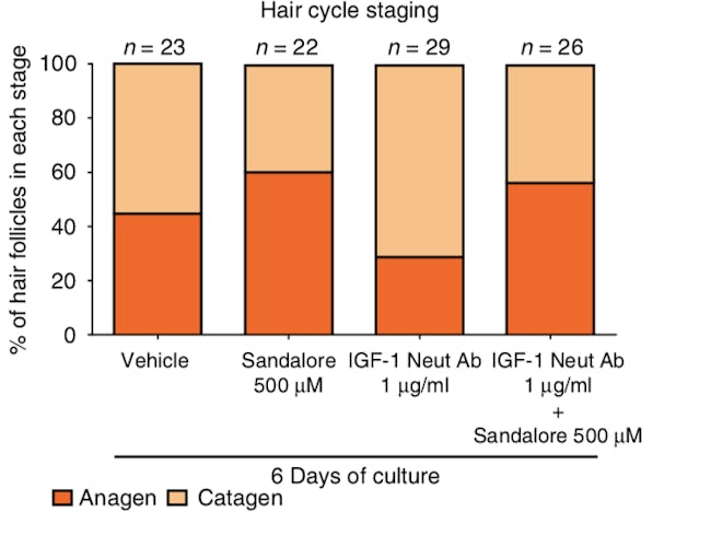 hair cycle growth baldness sandalwood