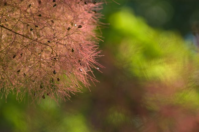 Fuzz