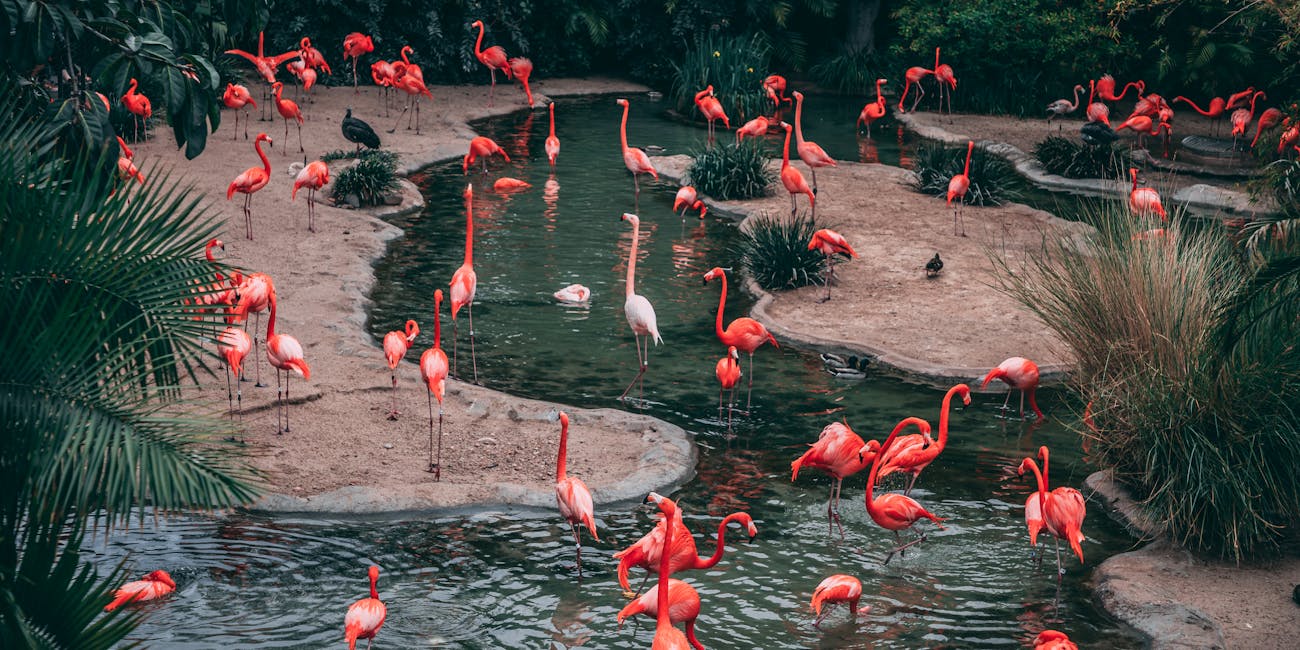flamingos