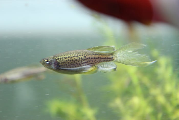 Danio rerio (Peix Zebra/Zebrafish)