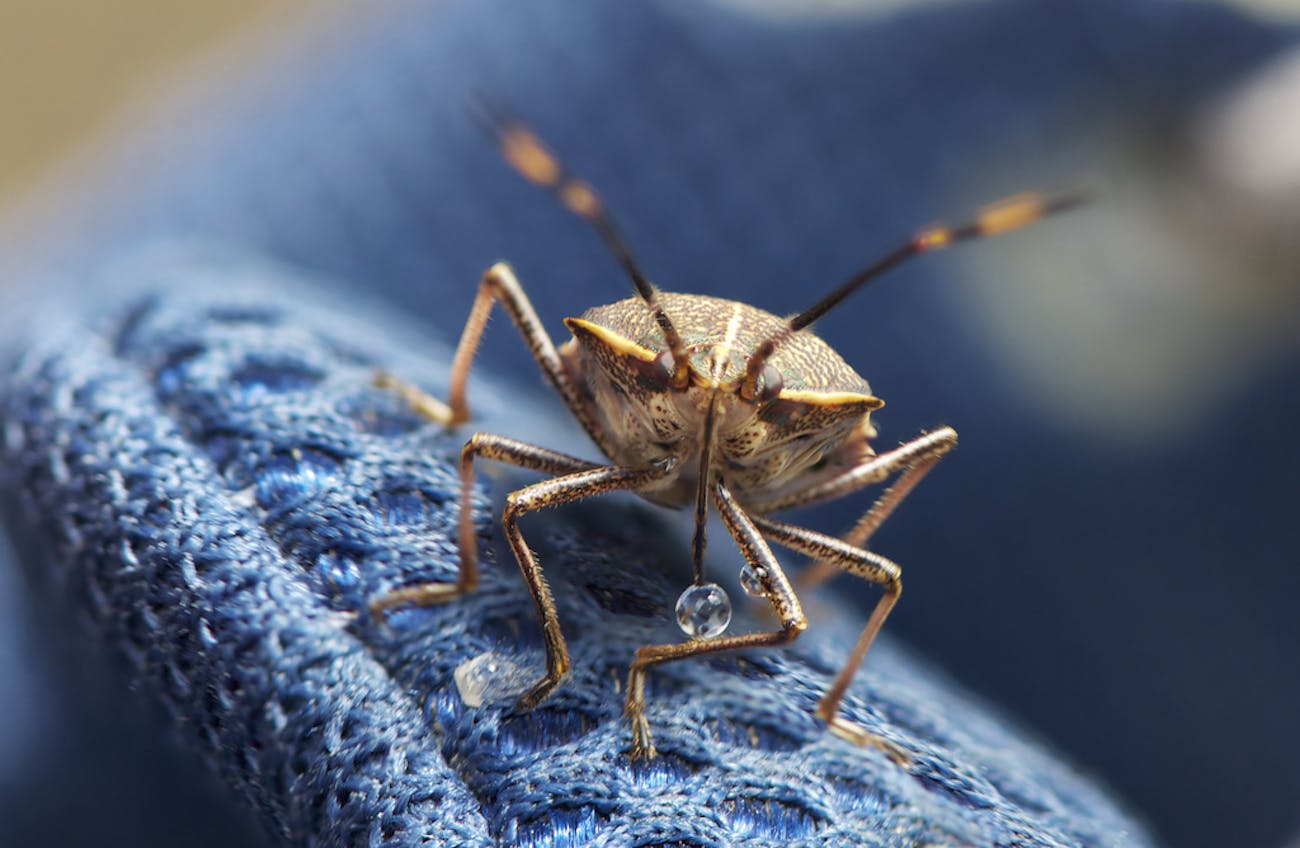 why thousands of these bugs may be hiding under your living room