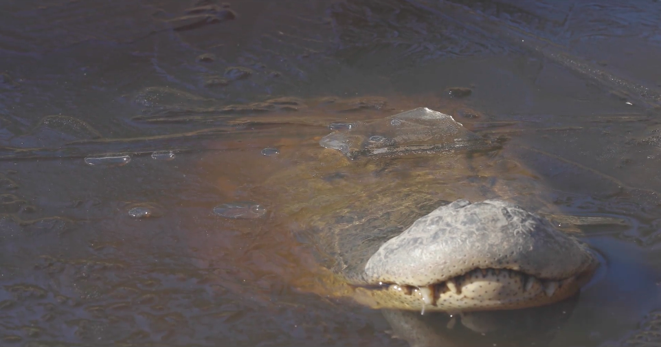 Alligators Frozen in North Carolina Swamp Are Somehow  