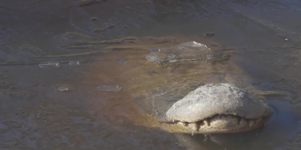Alligators Frozen in North Carolina Swamp Are Somehow