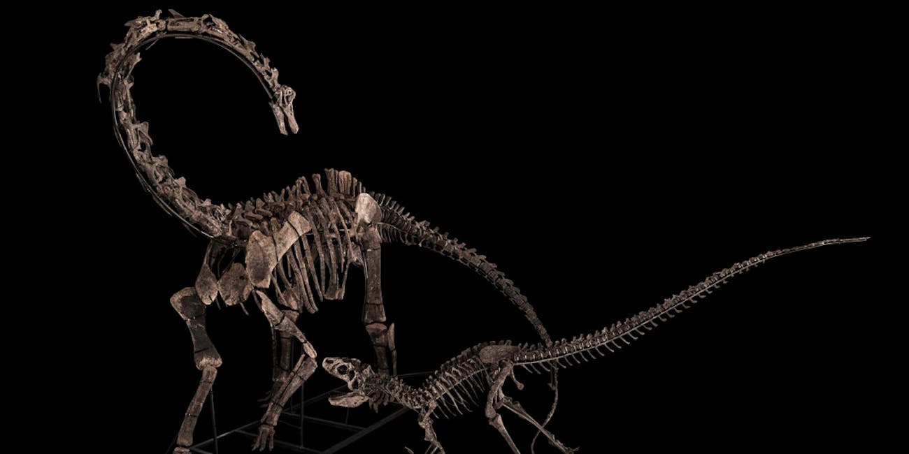 allosaurus and diplodocus