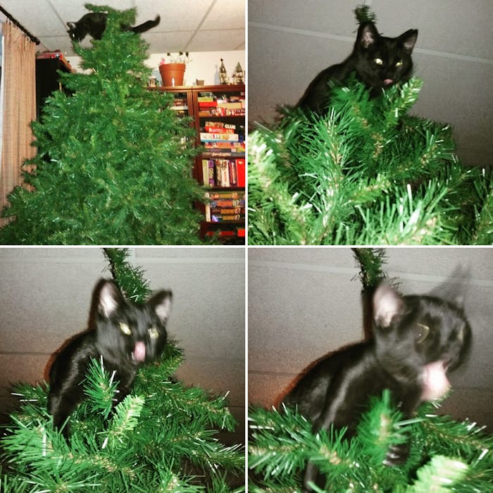 Why Do Cats Like Christmas Trees? A Scientist Explains Inverse