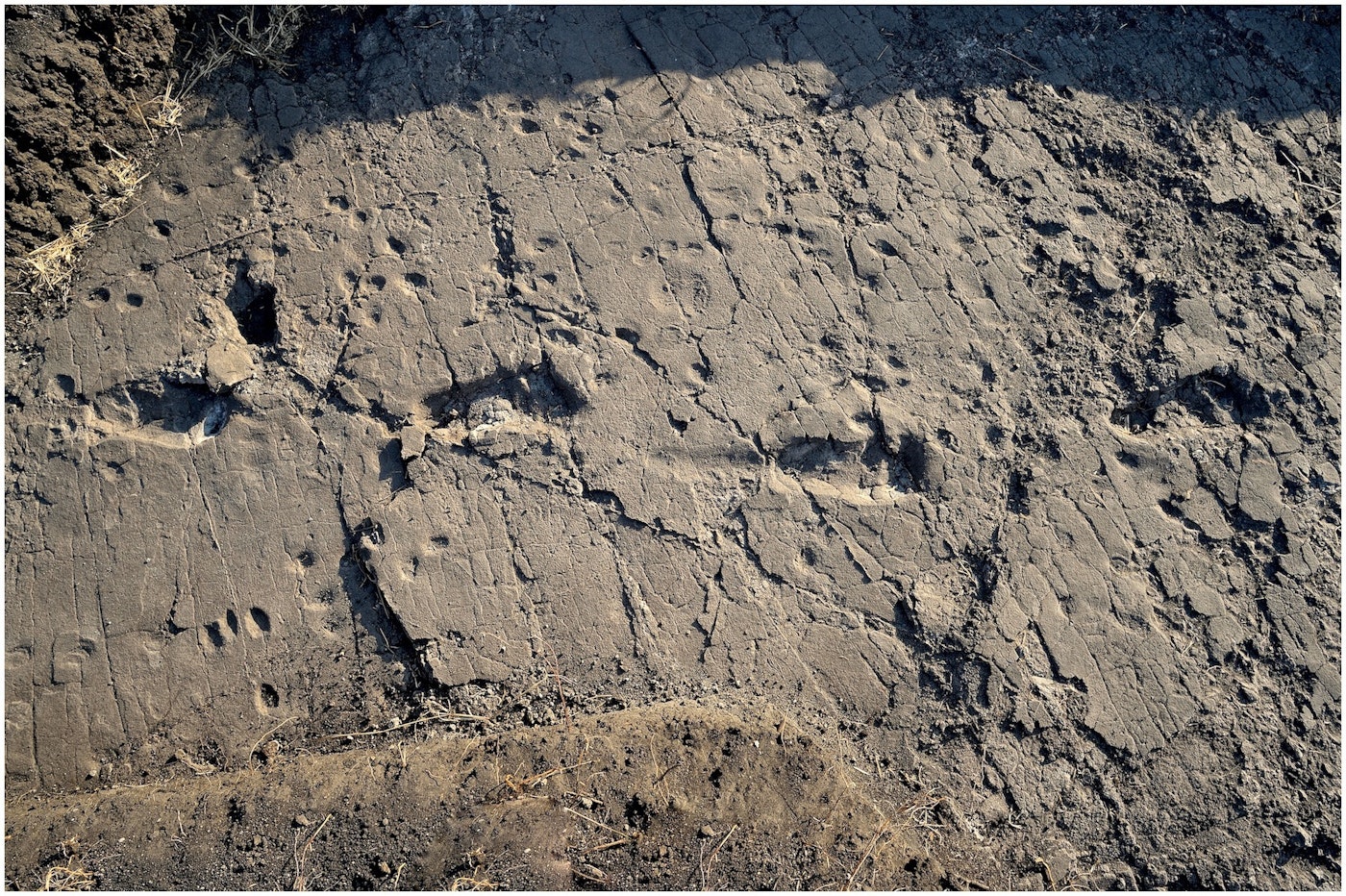 One set of the footprints found in Laetoli were attributed to an individual nicknamed 'Chewie'.