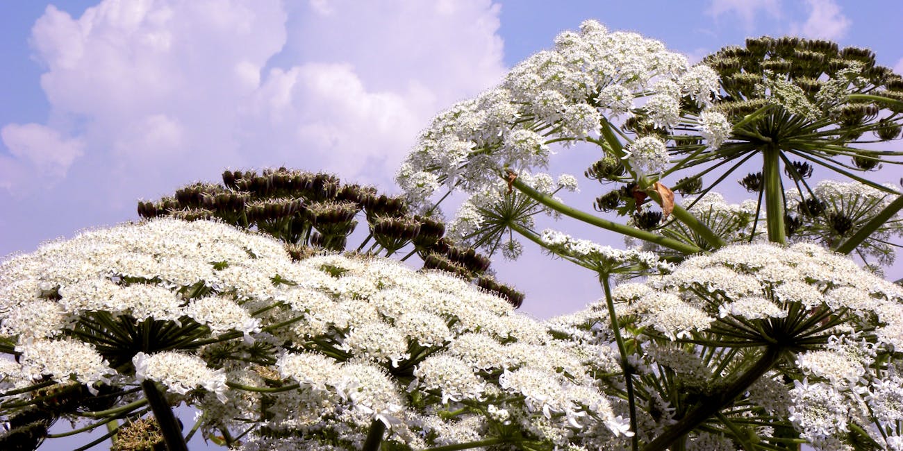 Giant Hogweed - Heracleum mantegazzianum