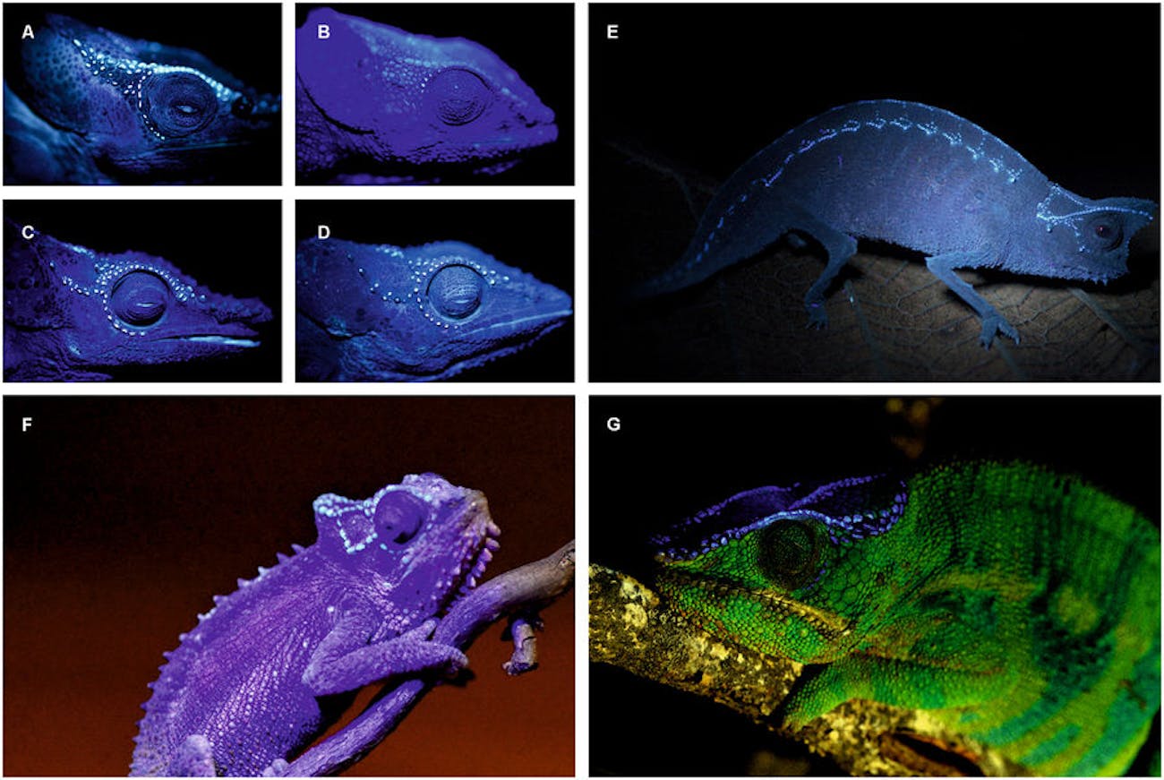 Chameleon Bones Glow Through Their Skin Like Radioactive Death Sticks