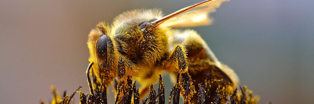 Puerto Rico’s ‘Gentle Killer Bees’ Could Prevent the Bee Apocalypse thumbnail