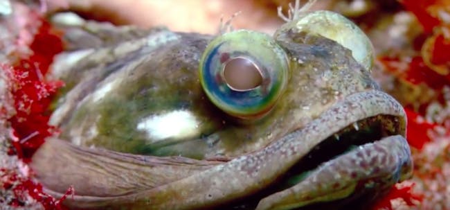 sarcastic fringehead