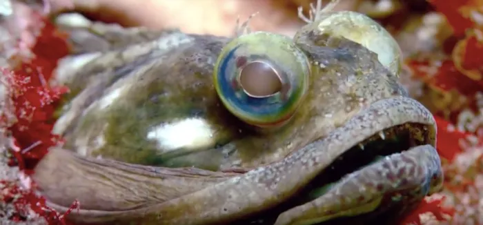 Sarcastic Fringehead Fish Perfect for Comedic Shape of 