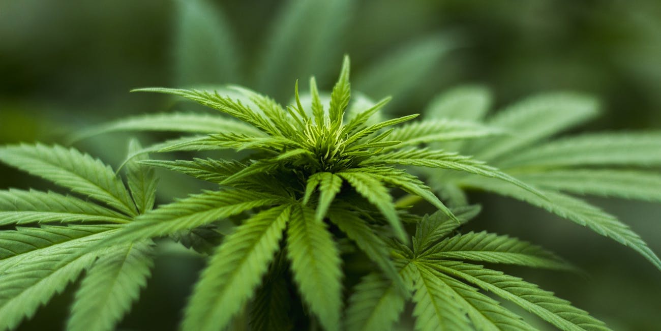 hemp, cannabis