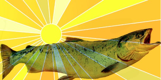 preparation dna Salmon sperm