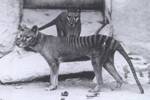 The wolf-like thylacine