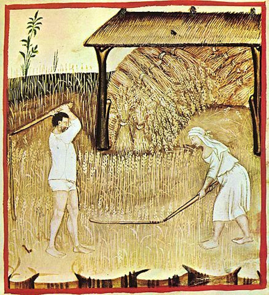 A 14th century representation of grain harvesting.