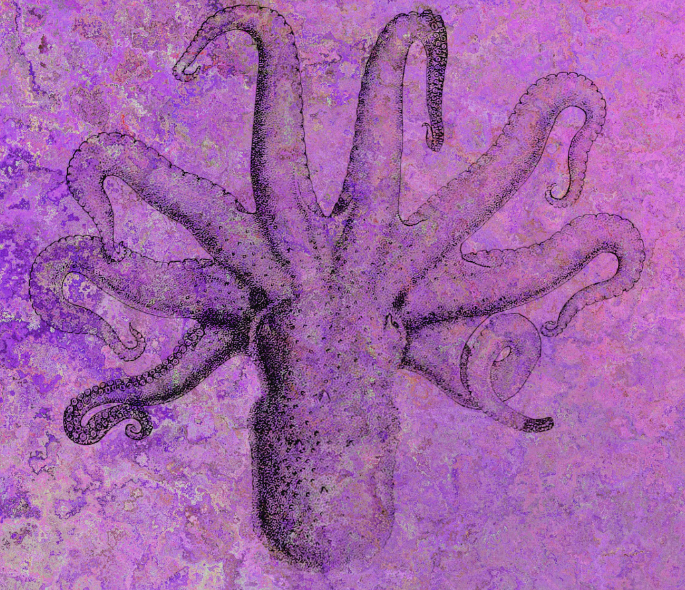 Octopus MDMA Study Brings Light to the Evolution of Social Behavior