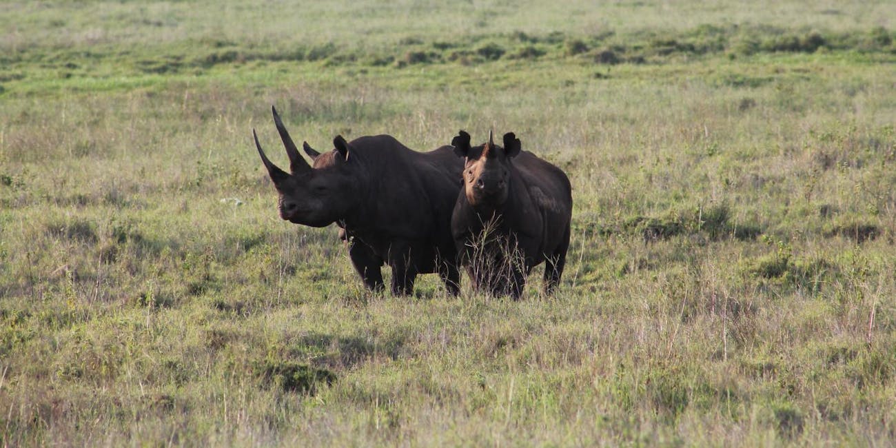 black rhinoceros