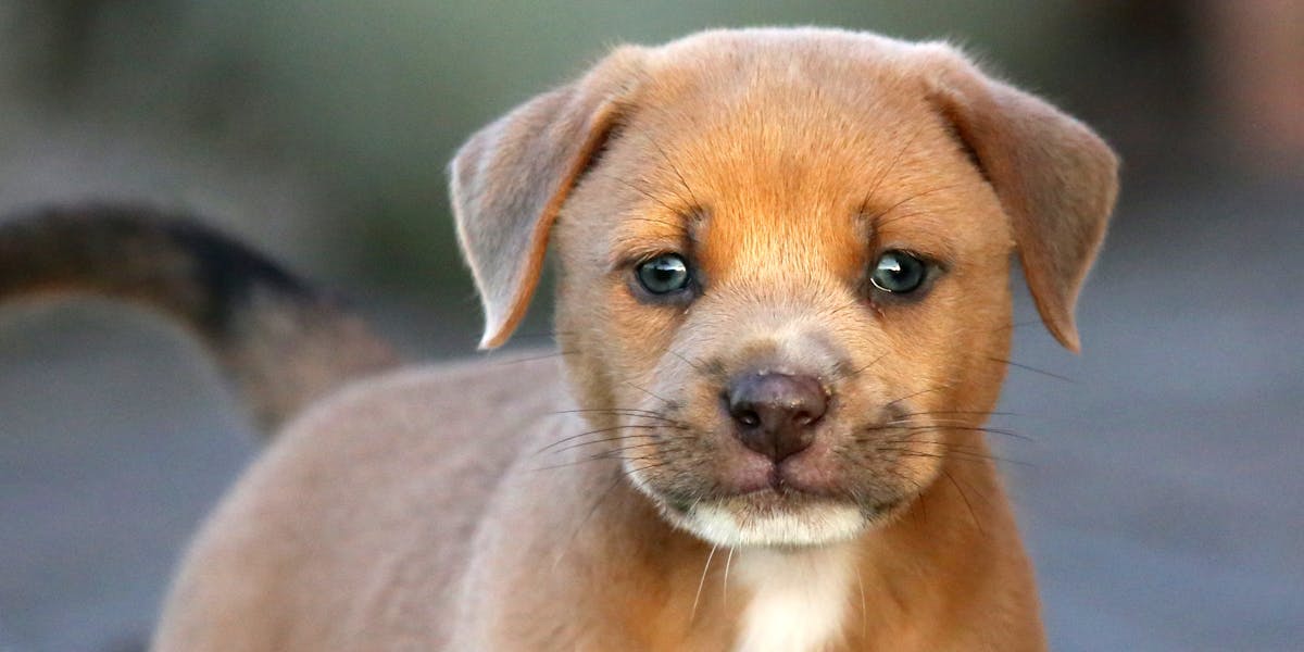 dog
