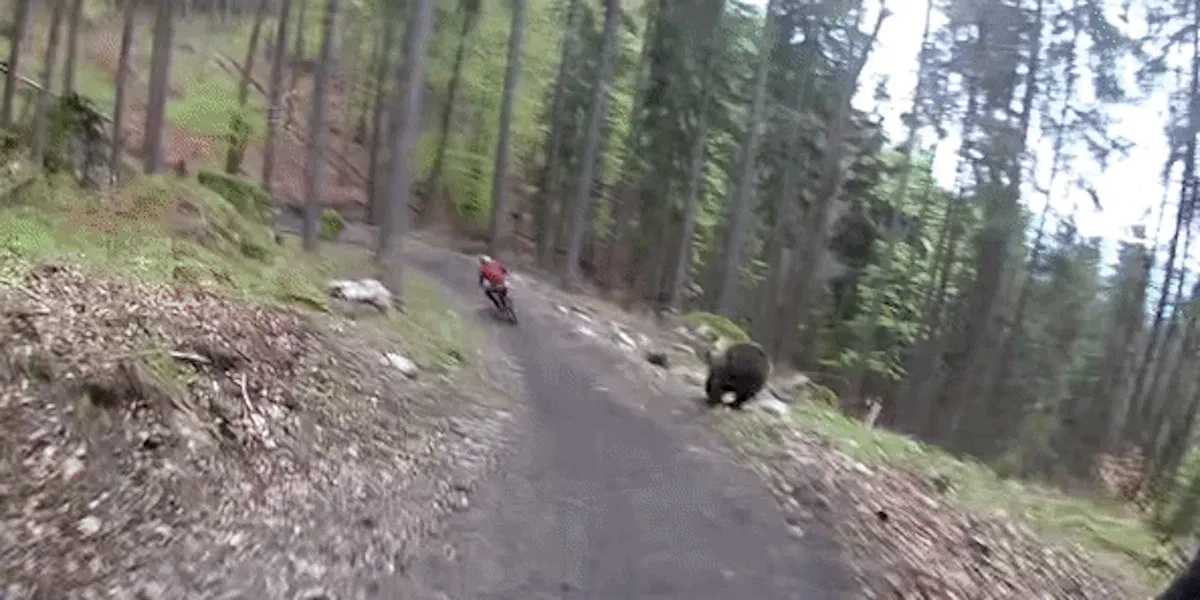 Resultado de imagen para Bear on the Bikepark Malino Brdo SLOVAKIA gif