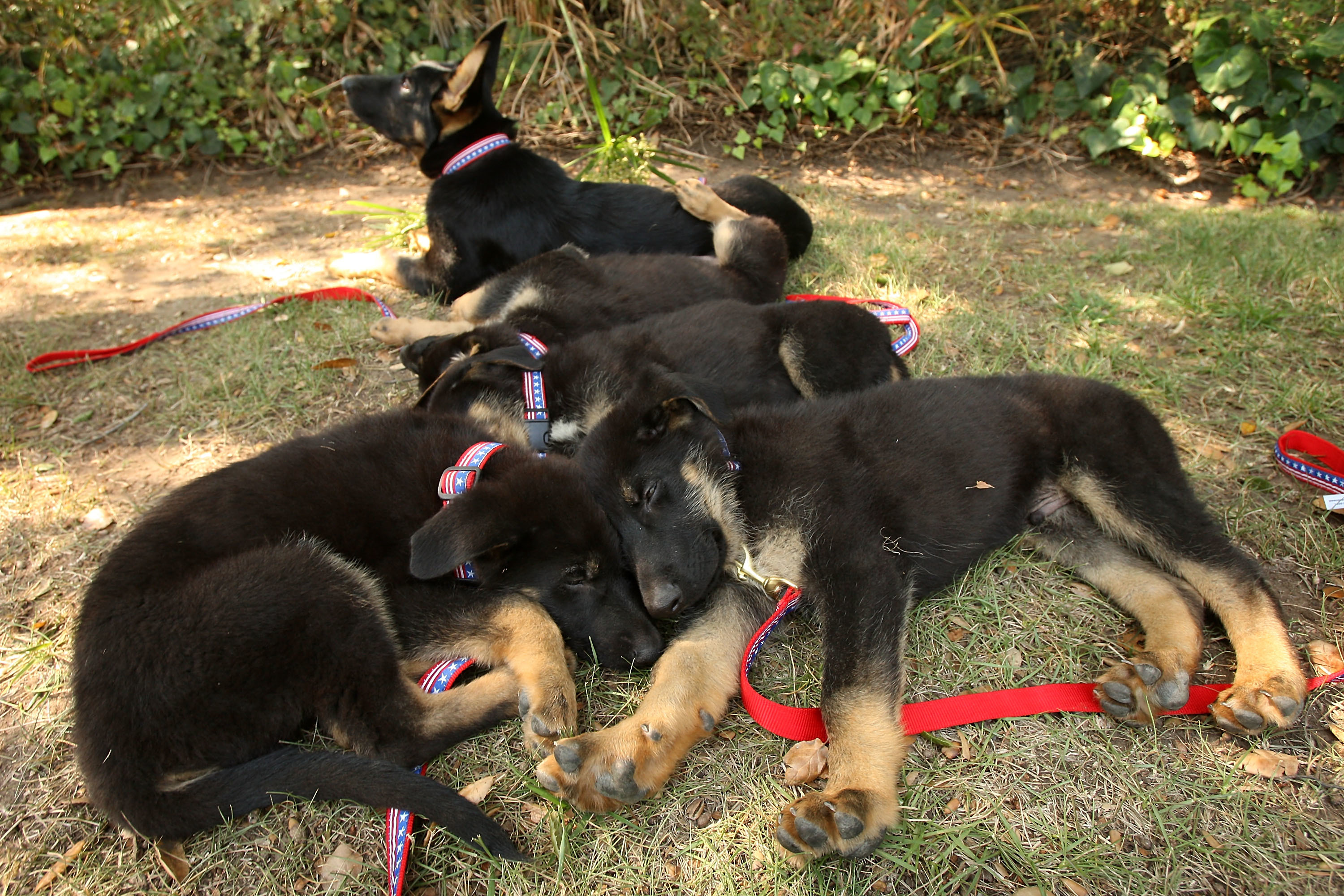 belgian sheepdog german shepherd mix clones are the most expensive dog breed and it u0027s going to stay belgian sheepdog german shepherd mix clones are the most expensive dog breed and it u0027s going to stay