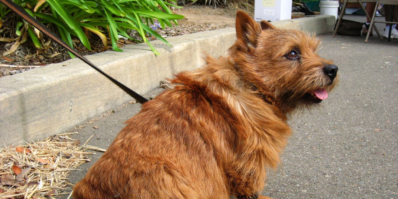 Norwich Terrier