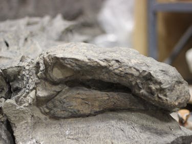 preserved nodosaur