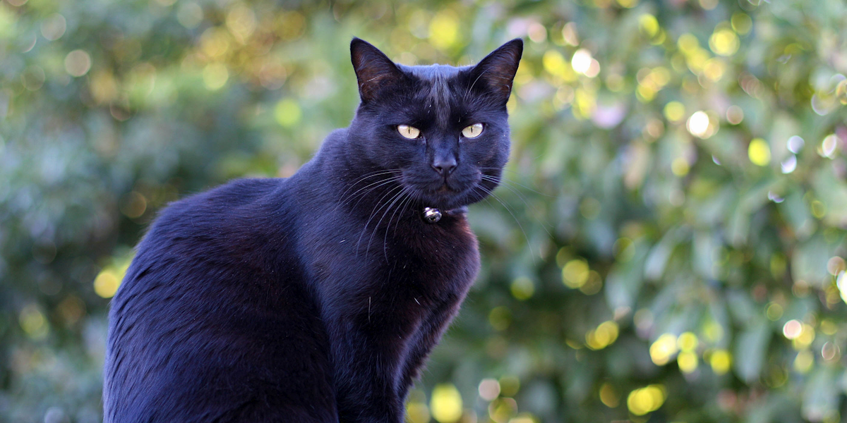 Is 'Black Panther Really Responsible for Increased Black Cat Adoptions