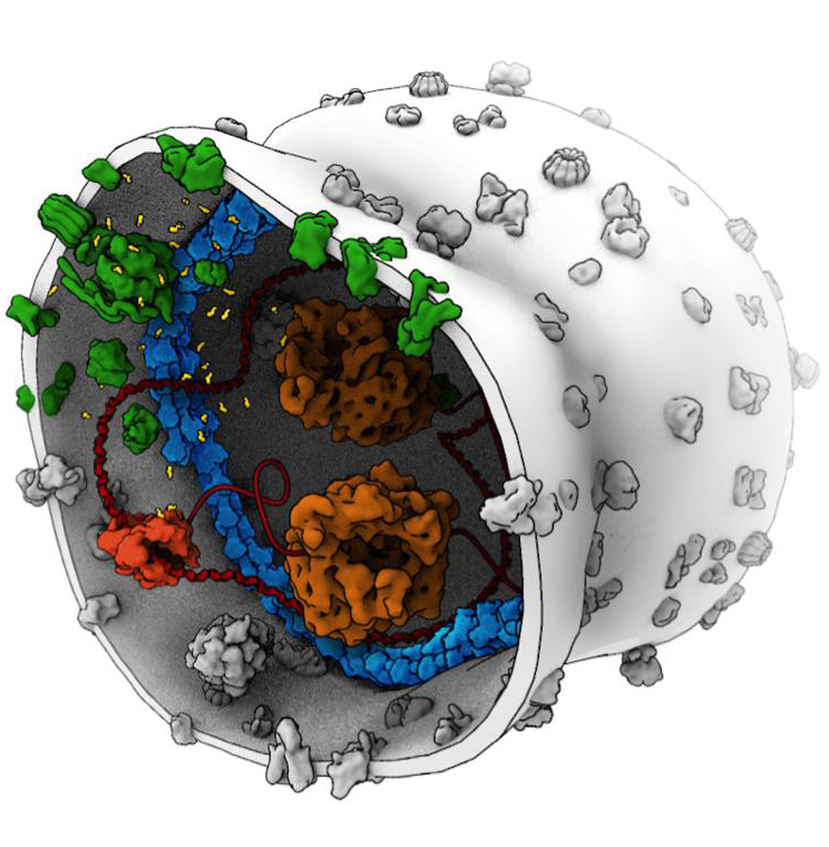 Breakthrough Discuss Building Synthetic Cells in Space May Not Be Far