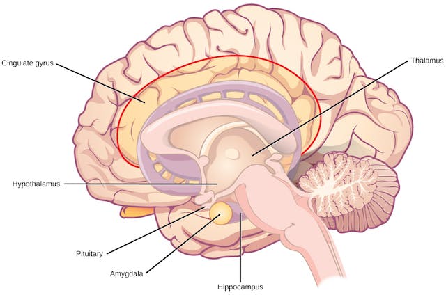 Amygdala