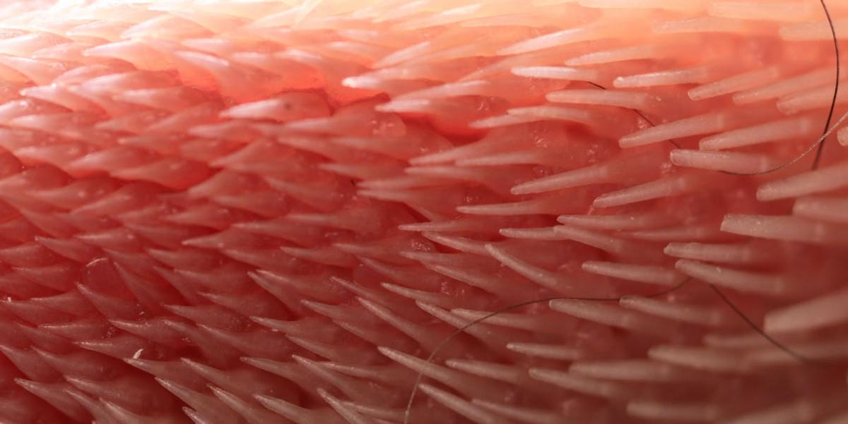 Superior Auto Parts >> High-Speed Video of Cat Tongues Yields Another Reason Why They're Superior | Inverse Superior Auto Parts >> High-Speed Video of Cat Tongues Yields Another Reason Why They're Superior | Inverse