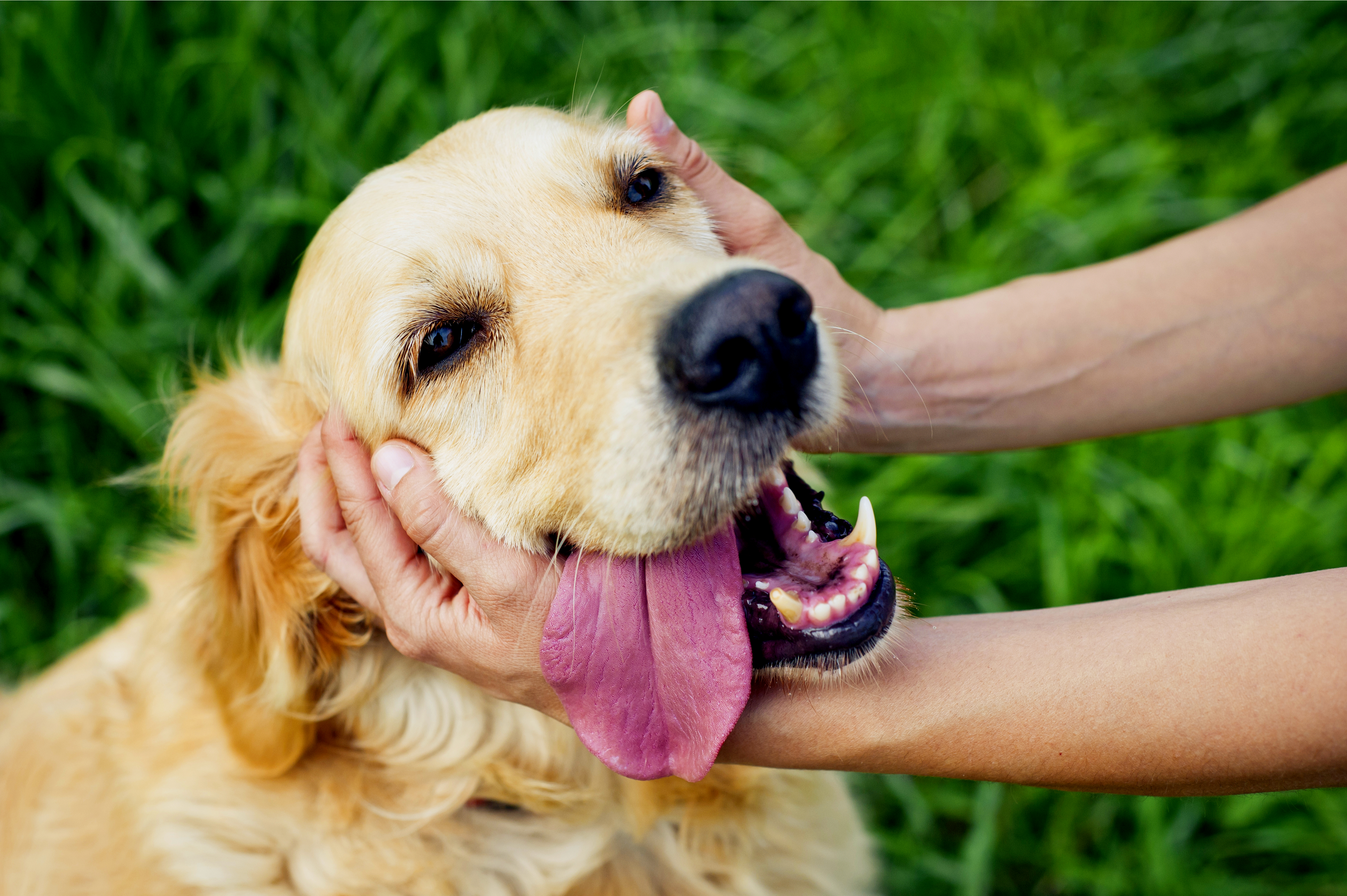 golden retriever, dog   