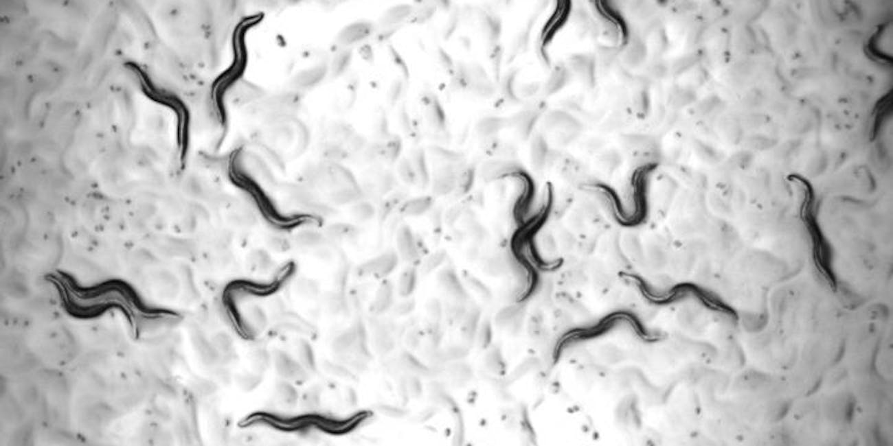 C. elegans worms