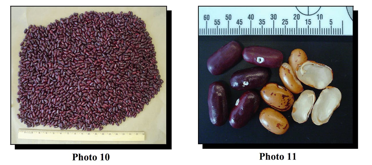 heroin kidney beans