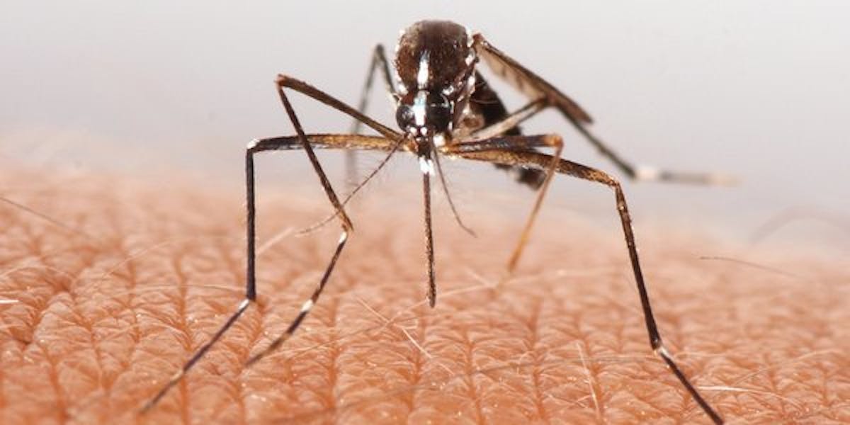 Mutant mosquito off spring born in Brazil