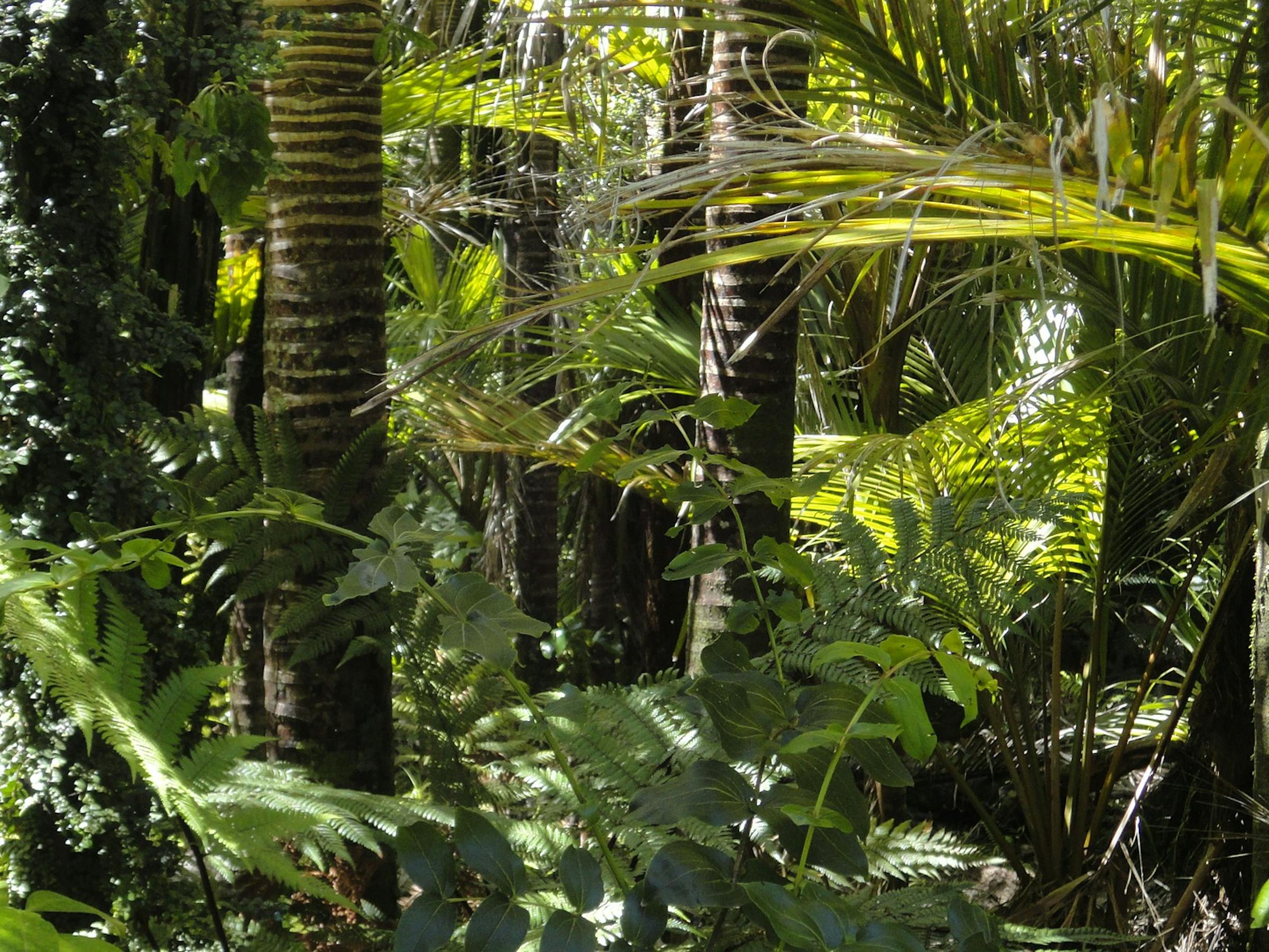 Amazon rainforest