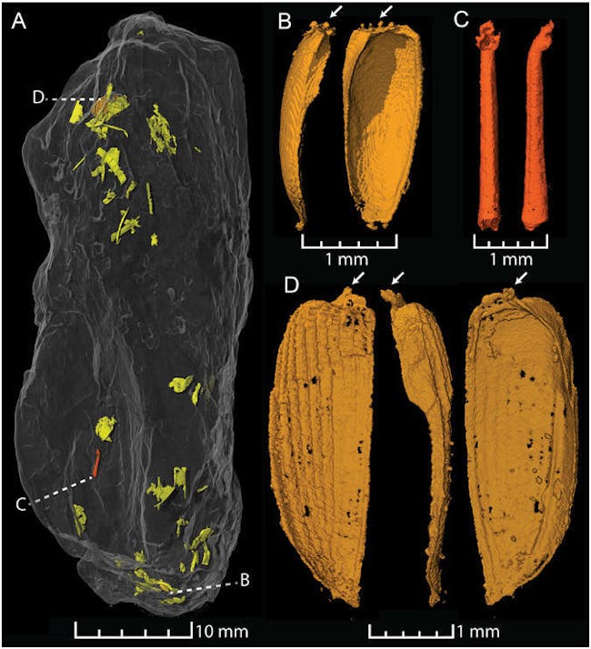 fossile coprolite poop triassic jurassic dinosaur fish beetle insect wings graph scan