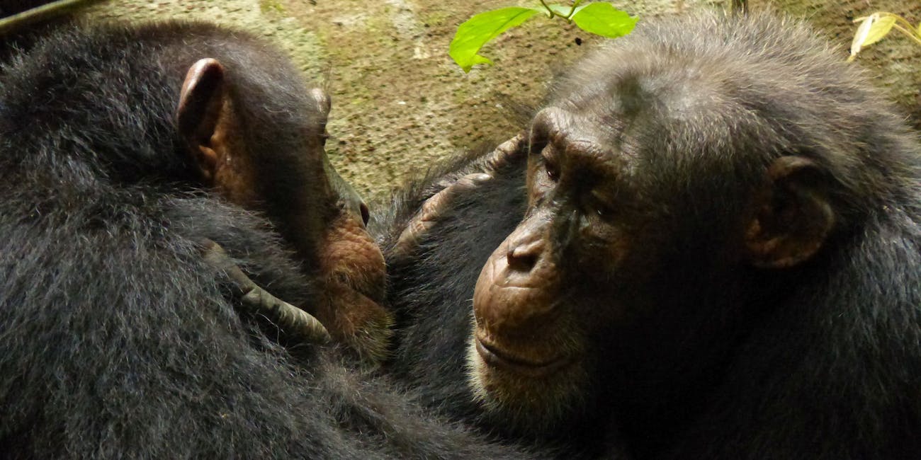adult male chimps