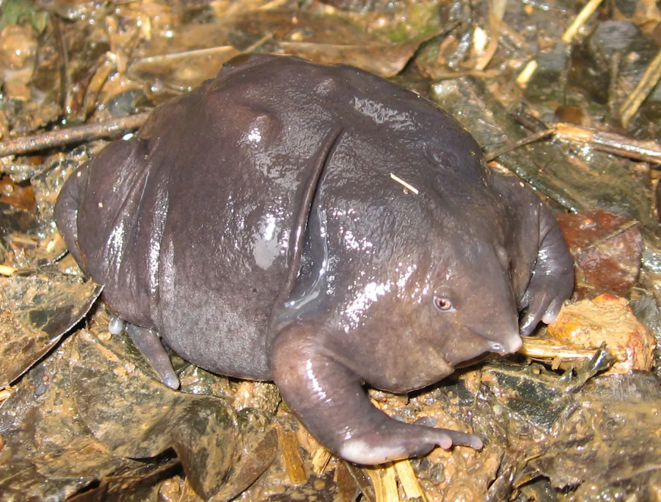 Find Halloween Inspiration With These Six Creepy Animals