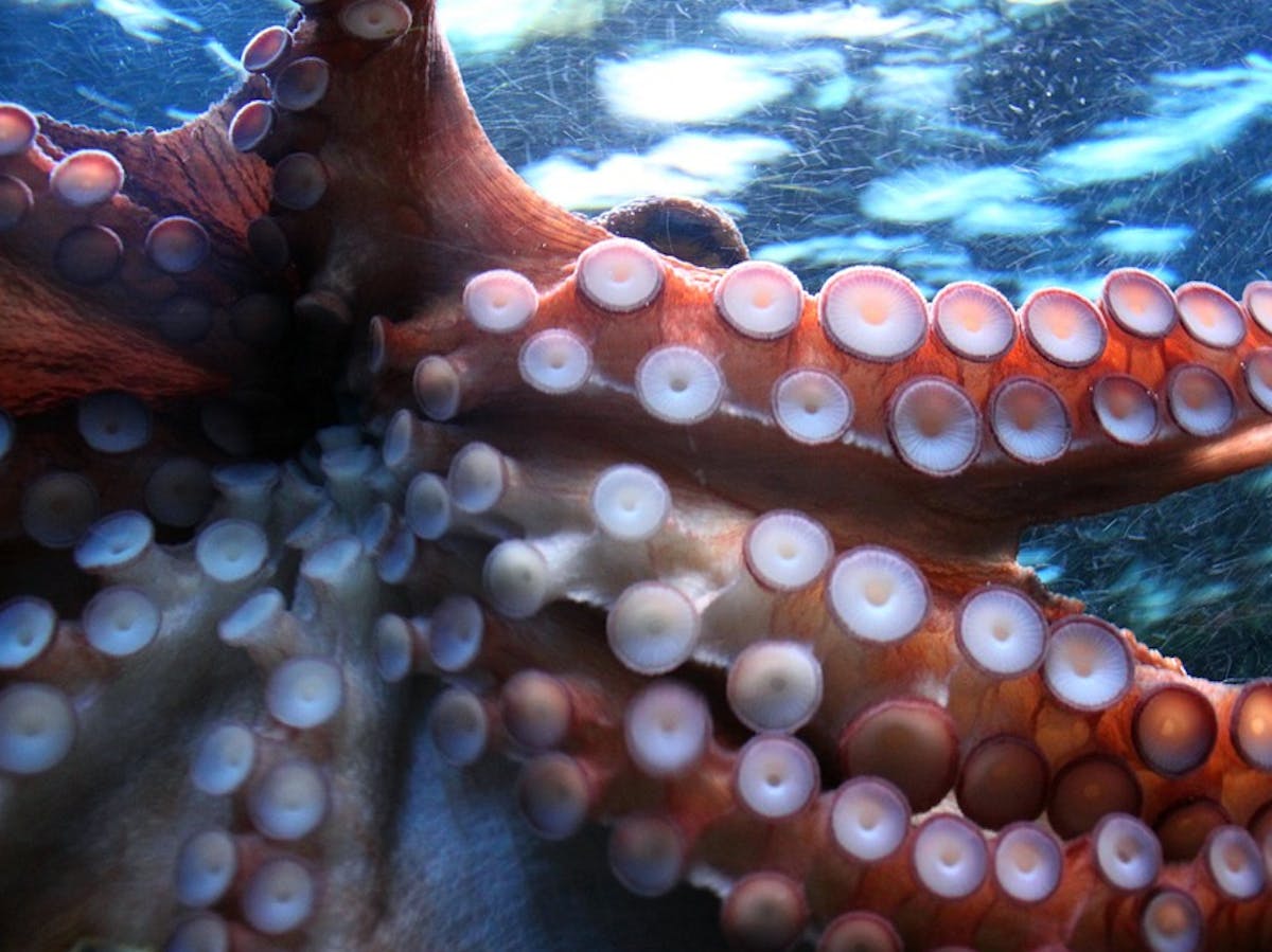 Octopus art