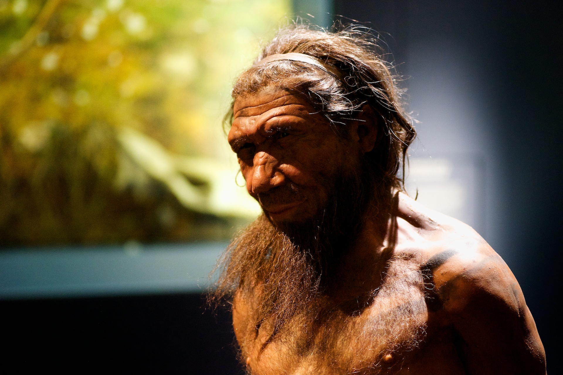 Neanderthal Study Corrects Absurd Misconception About Hunched Posture   A Model Of A Neanderthal At Britains Natural History Museum 