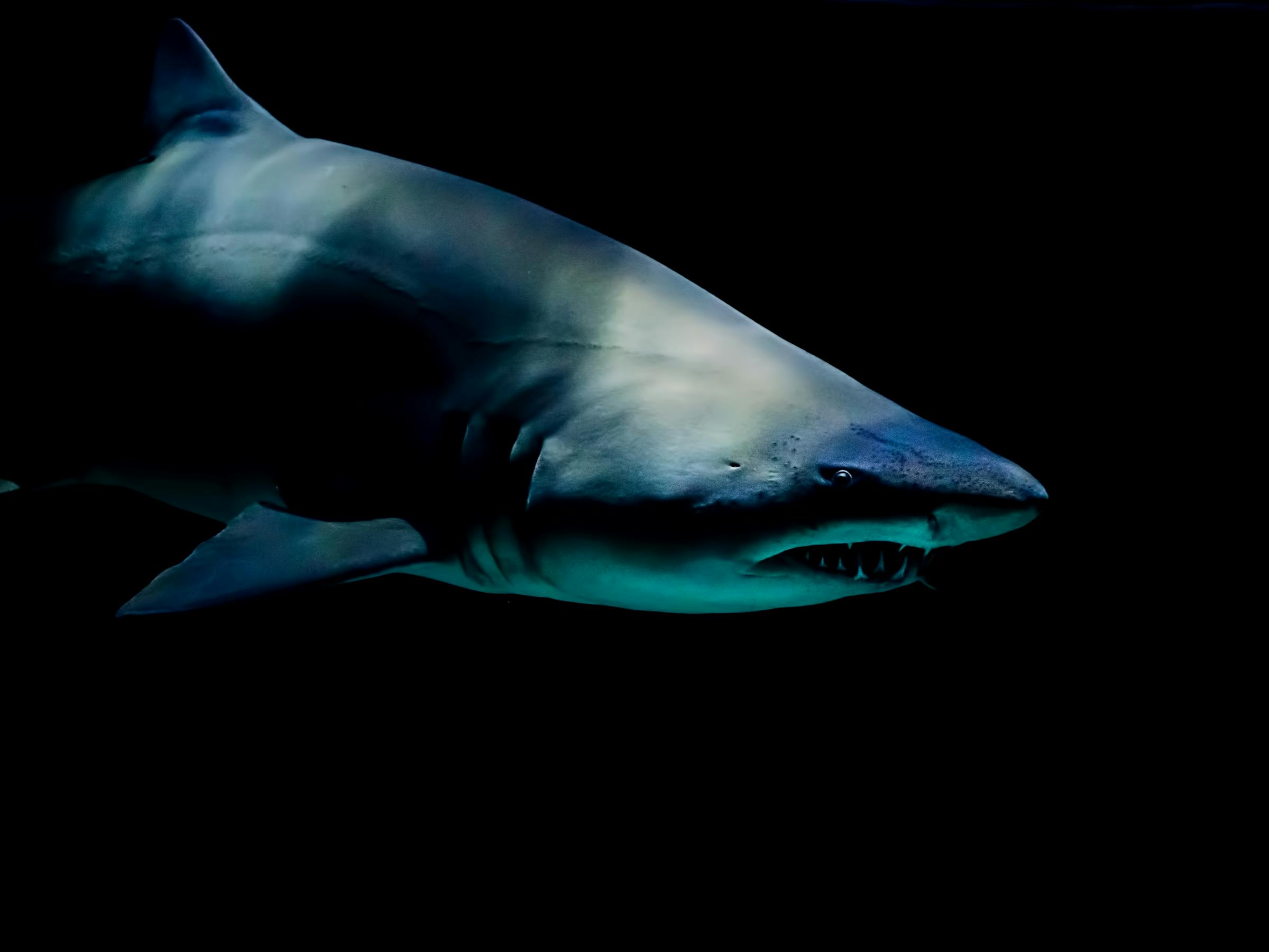 scary real shark