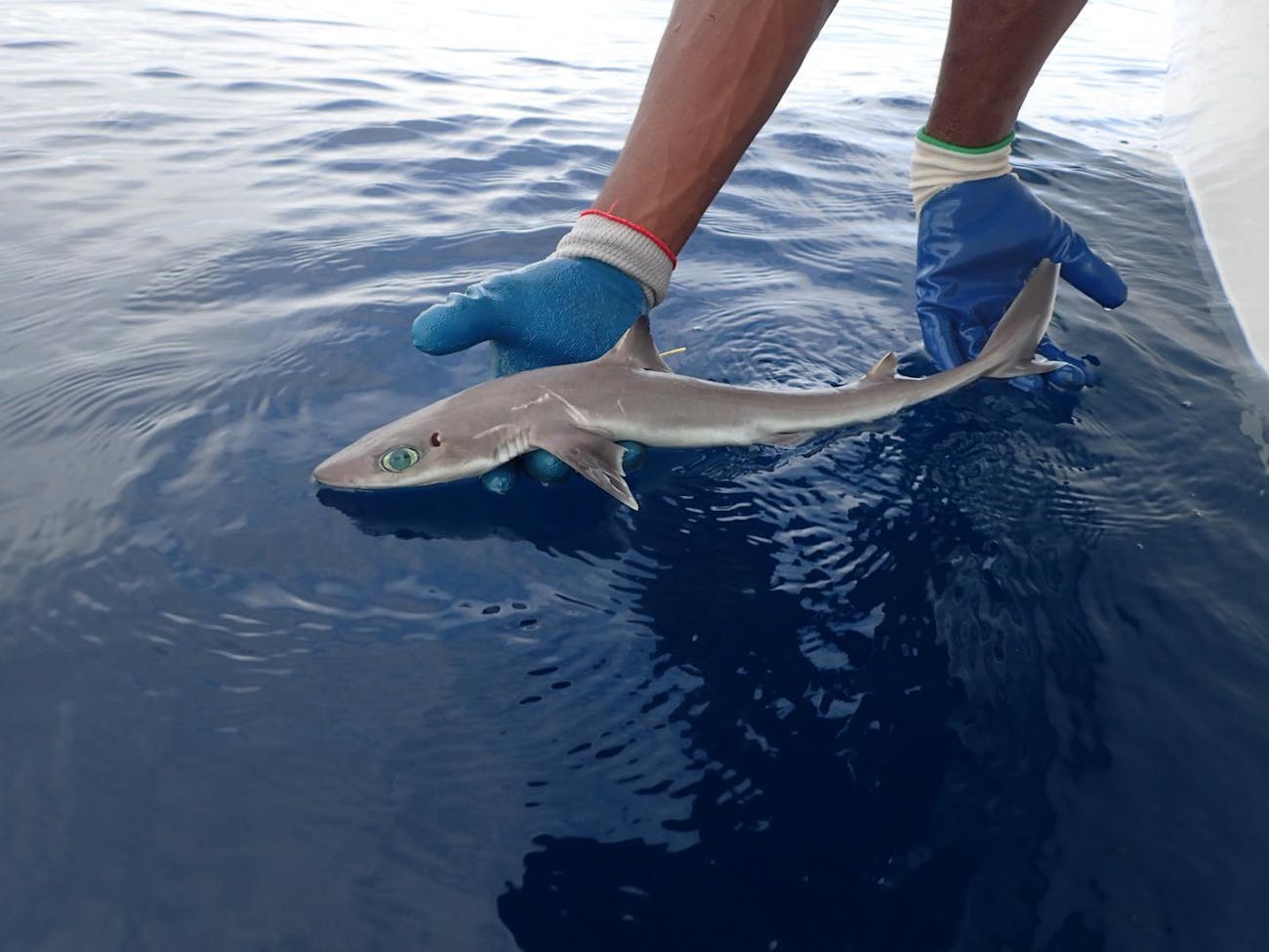 how scientists discovered a new shark species near florida