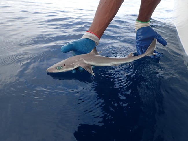 Genie's Dogfish