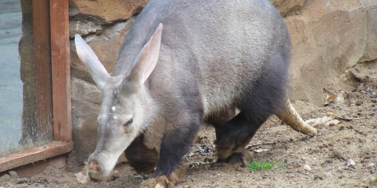 Scientists Have Discovered That Aardvarks Drink Water ...