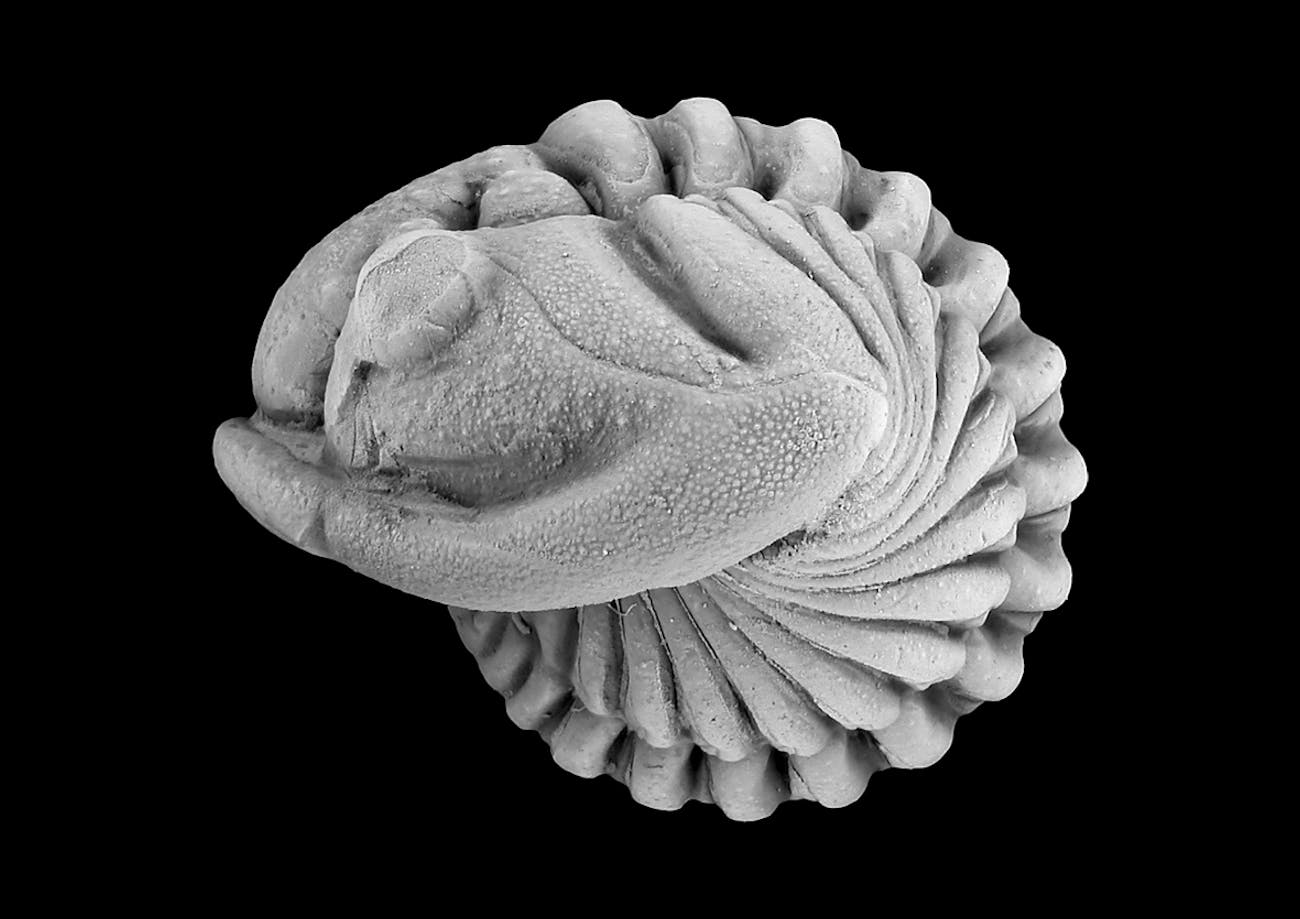 Another trilobite that evolved during this particular ice age.